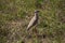 Crowned Plover