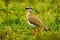 Crowned Plover