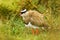 Crowned Plover