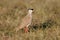 Crowned plover