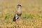 Crowned Plover - African Wild Bird Background - Posture of Pride