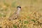Crowned Plover - African Wild Bird Background - Talking the Talk