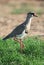 Crowned Plover Bird