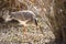 Crowned plover feeding