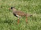 Crowned Plover Lapwing Bird with Extended Leg