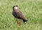 Crowned Plover Lapwing Bird Looking Back