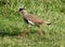 Crowned Plover Lapwing Bird Walking