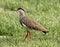 Crowned Plover Lapwing Bird Wary