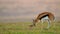 crowned plover protect her eggs from a gazelle