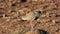 Crowned plover standing on an anthill