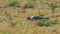 crowned plover standing on grassland