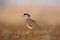 Crowned plover, Vanellus coronatus