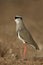 Crowned plover, Vanellus coronatus