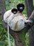 Crowned sifaka