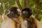 Crowned Sifaka