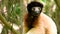 Crowned sifaka lemur, forest jungle area of Madagascar.