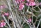 Crowned thrush bird