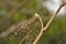 Crowned thrush bird Yuhina brunneiceps