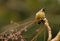 Crowned thrush bird Yuhina brunneiceps