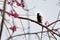 Crowned thrush bird Yuhina brunneiceps