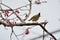 Crowned thrush bird Yuhina brunneiceps