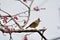 Crowned thrush bird Yuhina brunneiceps