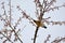 Crowned thrush bird Yuhina brunneiceps