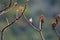 Crowned thrush bird Yuhina brunneiceps