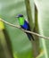 Crowned Woodnymph Hummingbird