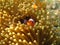 Crownfish or Anemonefish, well known as Nemo, in Sea Anemone