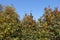 Crowns of 3 whitebeam trees in October