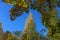 Crowns of autumn trees with colorful leaves against blue sky. or Autumn mood scene. Indian summer selective focus photography.