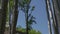 Crowns of beech trees with green leaves swaying  in the wind