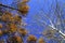 Crowns of birches and poplars in a forest in autumn against blue sky. View from below