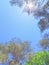 Crowns of coniferous and deciduous trees against a blue sky