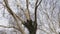 Crowns of huge plane trees, view from below