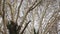 Crowns of huge plane trees, view from below