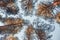 Crowns of pine trees against the background of the blue autumn sky. A look at the treetops from below. Nature in the autumn season