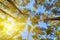 Crowns of pine trees overhead against the blue sky