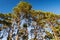 Crowns of Scots or Scotch pine Pinus sylvestris trees against blue sky. Group of tall pine trees growing in evergreen wood.