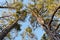 Crowns of Scots or Scotch pine Pinus sylvestris trees growing in evergreen coniferous wood. Forest canopy view from below.