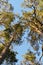 Crowns of Scots or Scotch pine Pinus sylvestris trees growing in evergreen coniferous wood. Forest canopy view from below.