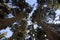 Crowns of spruce trees in the blue sky, Slovakia