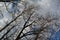 Crowns of tall bare trees against a backdrop of sunlit clouds against a blue sky. Premonition of spring