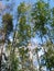 Crowns of tall trees in a mixed northern forest. Scandinavian flora, Karelia, Finland. Green foliage and semi-dry tree trunks