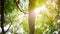 Crowns of trees with bright afternoon sun and rays.