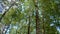 Crowns of trees in dense forest with deciduous and conifer trees