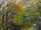 The Crowns of Trees Formed a Kind of Arch Painted in Autumn Colors Over the park Alley