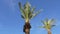 Crowns of two palm trees against blue cloudless sky