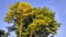 Crowns of two young oaks in the natural reserve